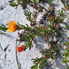 (c) Adele SL, some rights reserved (CC BY) Lampranthus bicolor, photograph (c) Adele SL, some rights reserved (CC BY)