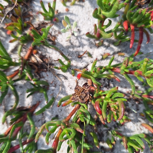 Lampranthus bicolor, photograph 2