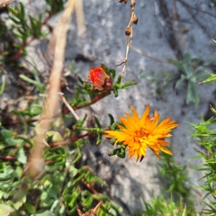 (c) Adele SL, some rights reserved (CC BY) Lampranthus bicolor, photograph (c) Adele SL, some rights reserved (CC BY)