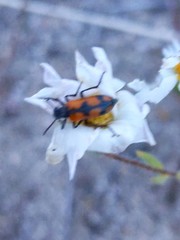 Eupompha elegans