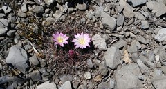 Mammillaria melanocentra rubrograndis