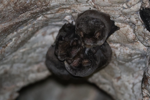 Schreibers' Long-fingered Bat