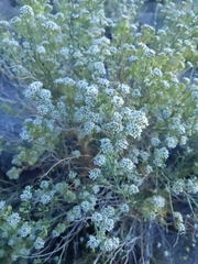 Lepidium fremontii