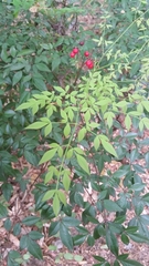 Nandina domestica