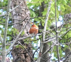 Turdus migratorius