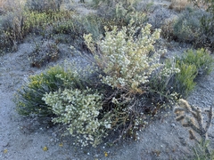 Lepidium fremontii