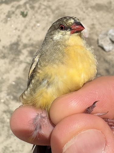 Orange-breasted Waxbill