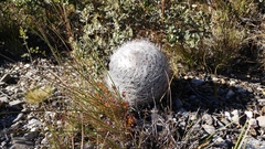 Rapicactus beguinii