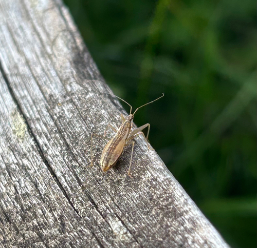 Marsh Damsel Bug