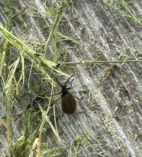 Rough-haired Lagria Beetle