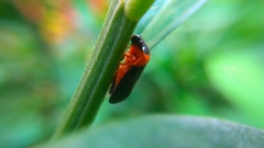 Insecta