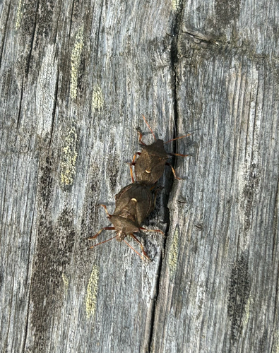 Spiny Shield Bug