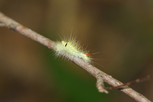 Pale Tussock Moth