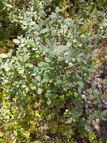 bog bilberry