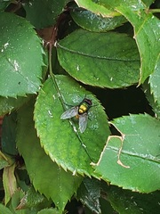 Lucilia sericata