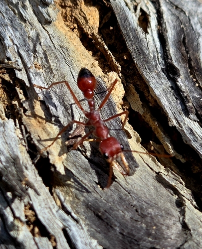 Red Bull Ant