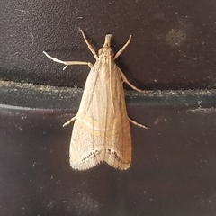 Euchromius californicalis