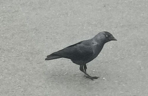 Eurasian Jackdaw
