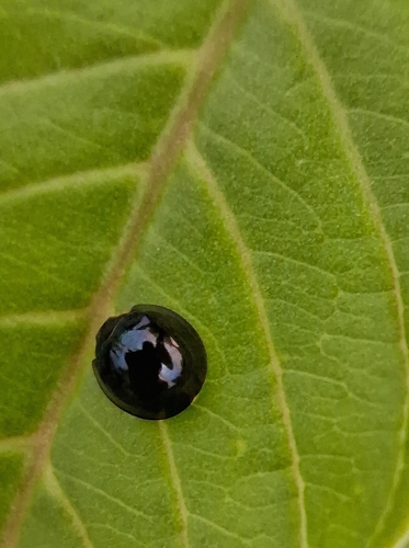 Malaysian Ladybird