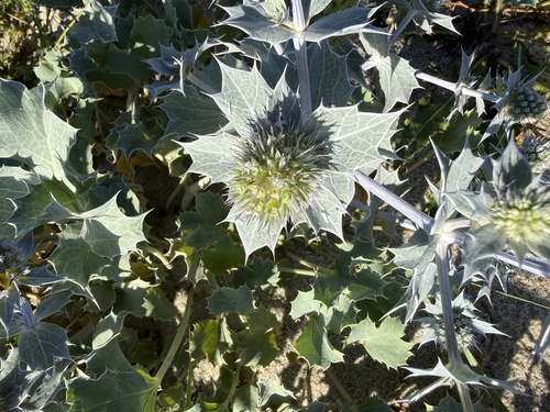Sea Holly