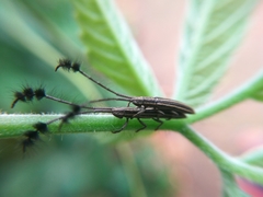 Eucomatocera vittata