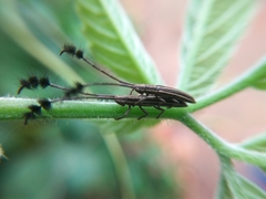 Eucomatocera vittata