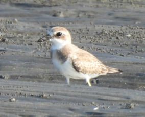 iNaturalist image