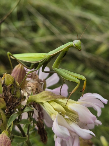 European Mantis