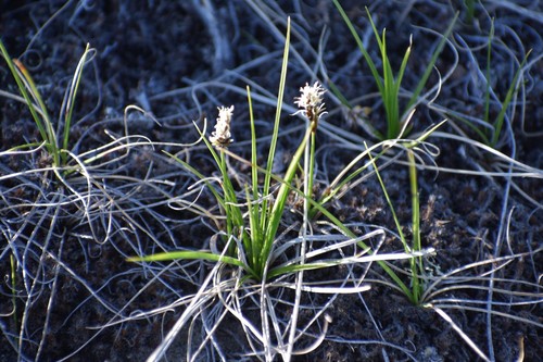 Image of Carex rupestris by (c) Syd Cannings, some rights reserved (CC BY)