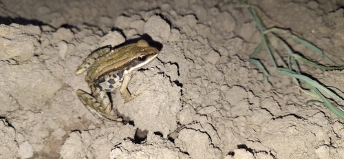 LaTouche's Frog