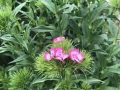 Dianthus chinensis
