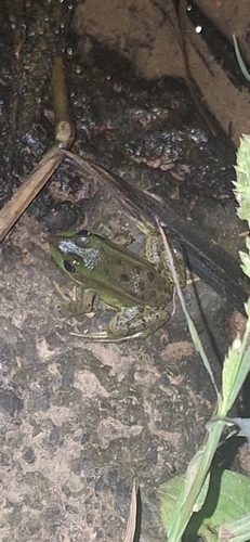 Eastern Golden Frog