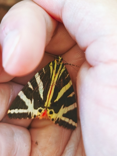 Jersey Tiger