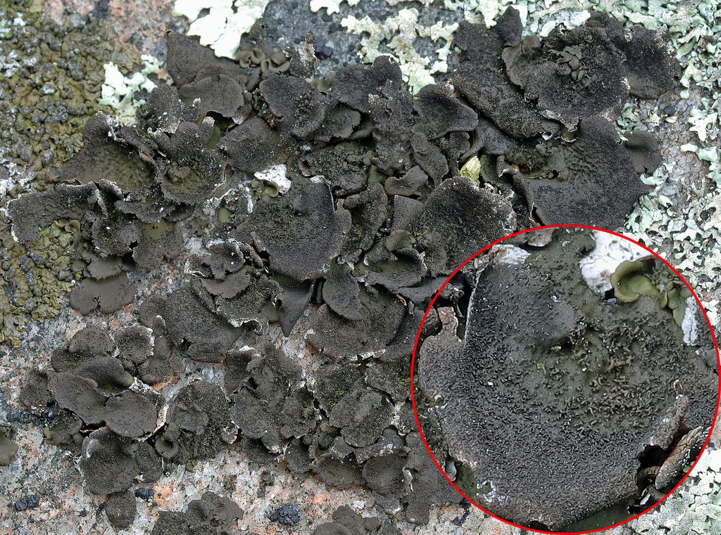peppered rock tripe