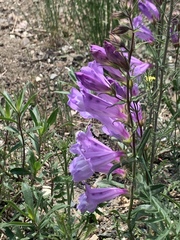 Penstemon fruticosus