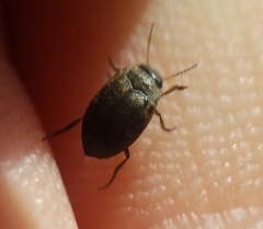 Leconectes striatellus