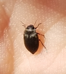 Leconectes striatellus