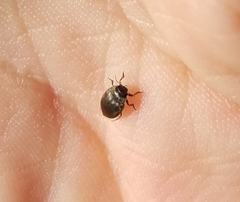 Leconectes striatellus