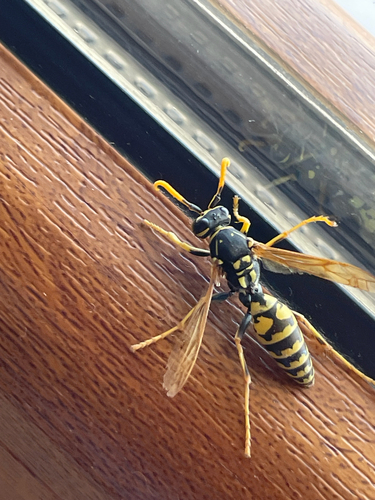 European Paper Wasp