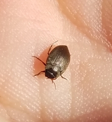 Leconectes striatellus