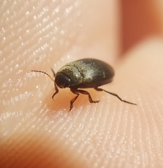 Leconectes striatellus