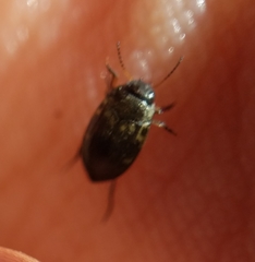 Leconectes striatellus
