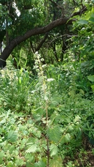 Urtica pilulifera