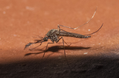 Ochlerotatus