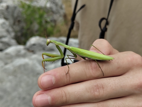 European Mantis