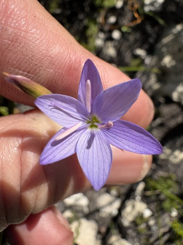 Geissorhiza heterostyla