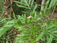 Hicksbeachia pinnatifolia