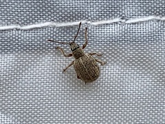 Thricolepis inornata