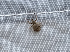 Thricolepis inornata