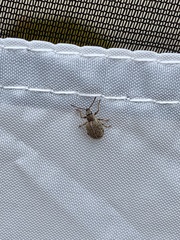 Thricolepis inornata